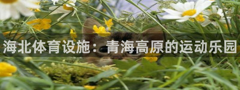 意昂3娱乐下载：海北体育设施：青海高原的运动乐园